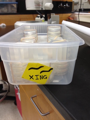 c elegans lab photo